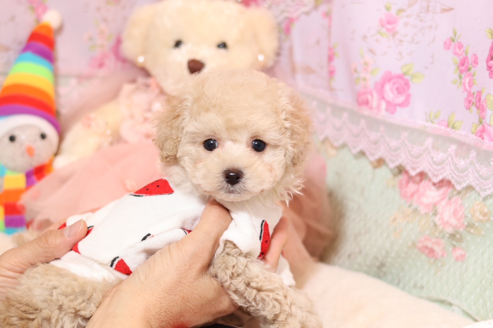 プードルを探すならパピープードルブリーダーのCoCo de LuLuがおすすめ