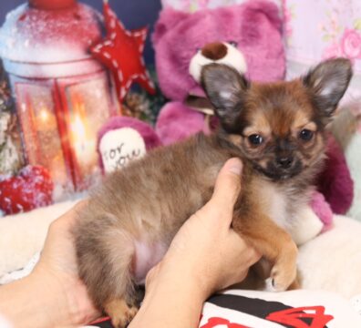 プードルを探すならパピープードルブリーダーのCoCo de LuLuがおすすめ