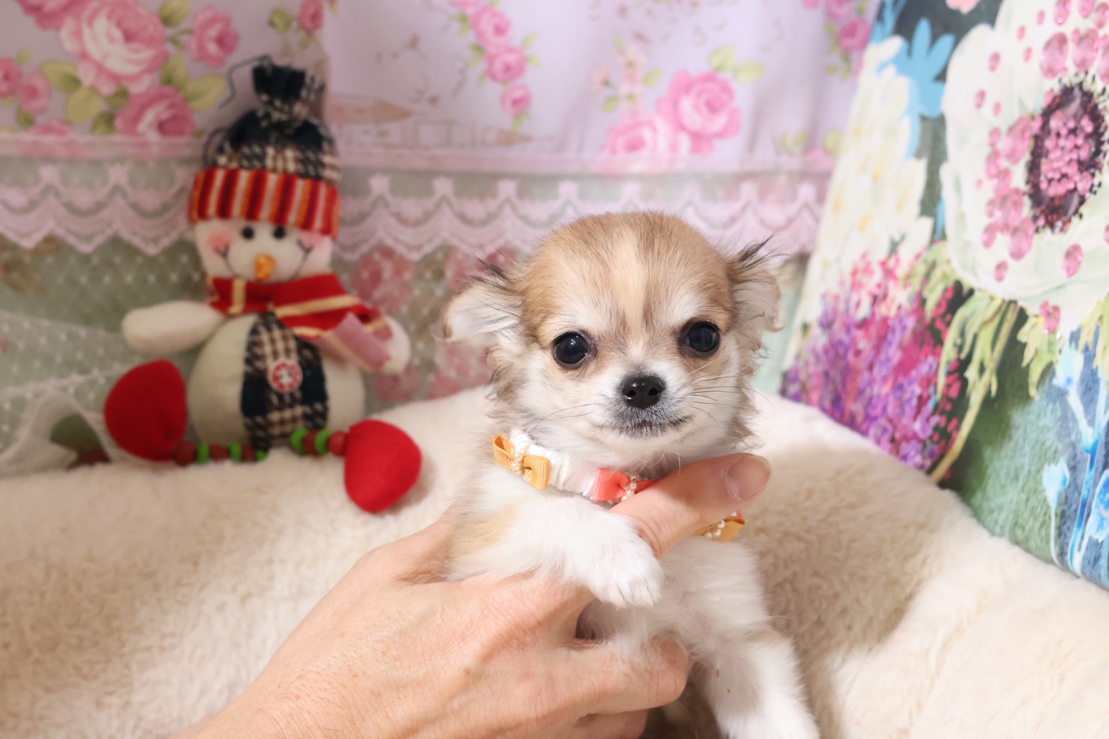 プードルを探すならパピープードルブリーダーのココデルルがおすすめ