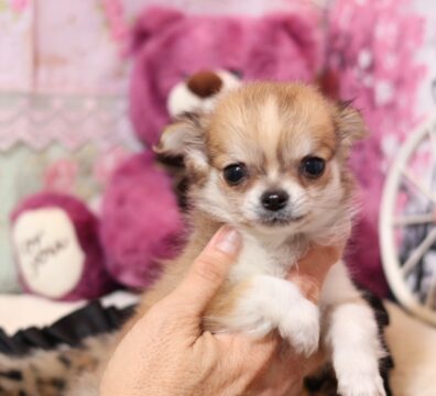 プードルを探すならパピープードルブリーダーのCoCo de LuLuがおすすめ