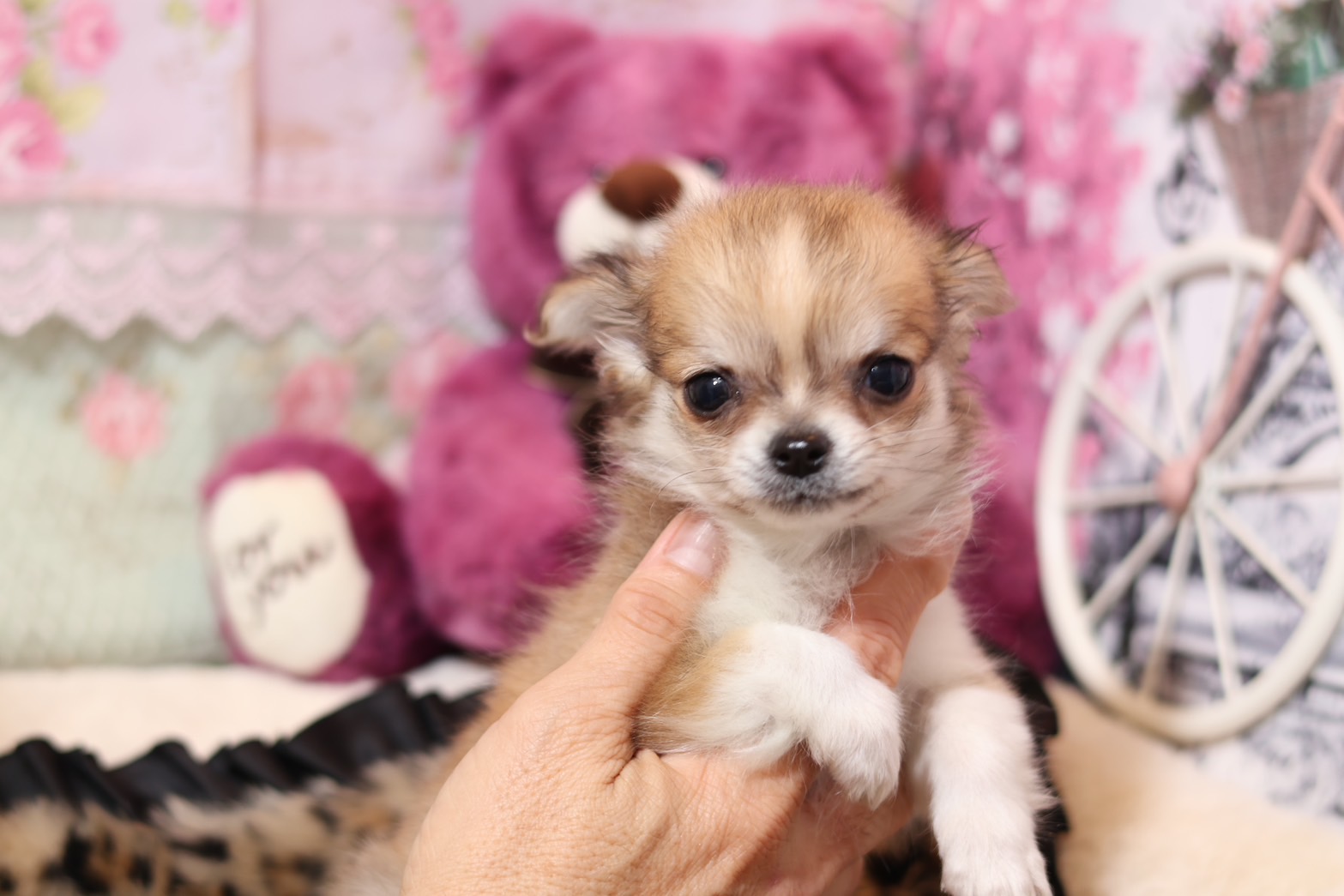 プードルを探すならパピープードルブリーダーのCoCo de LuLuがおすすめ