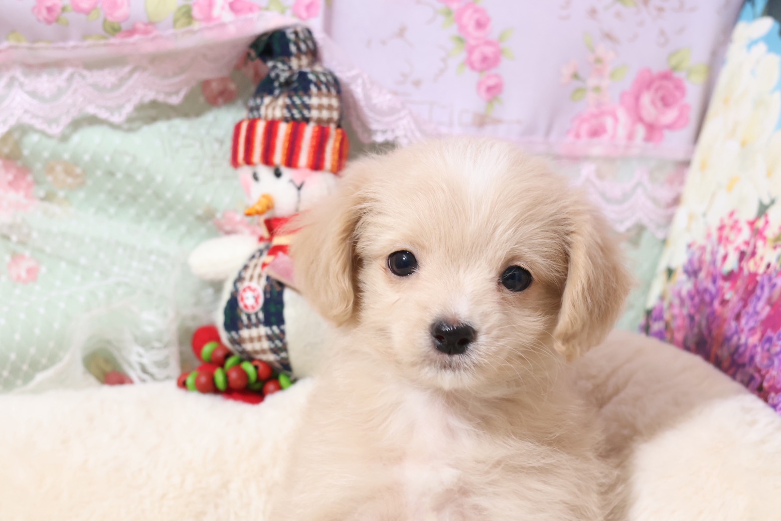 プードルを探すならパピープードルブリーダーのココデルルがおすすめ