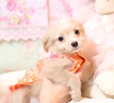 プードルを探すならパピープードルブリーダーのココデルルがおすすめ