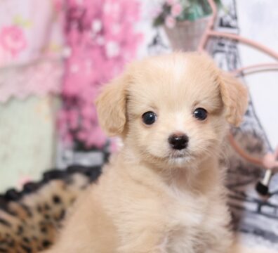 プードルを探すならパピープードルブリーダーのCoCo de LuLuがおすすめ