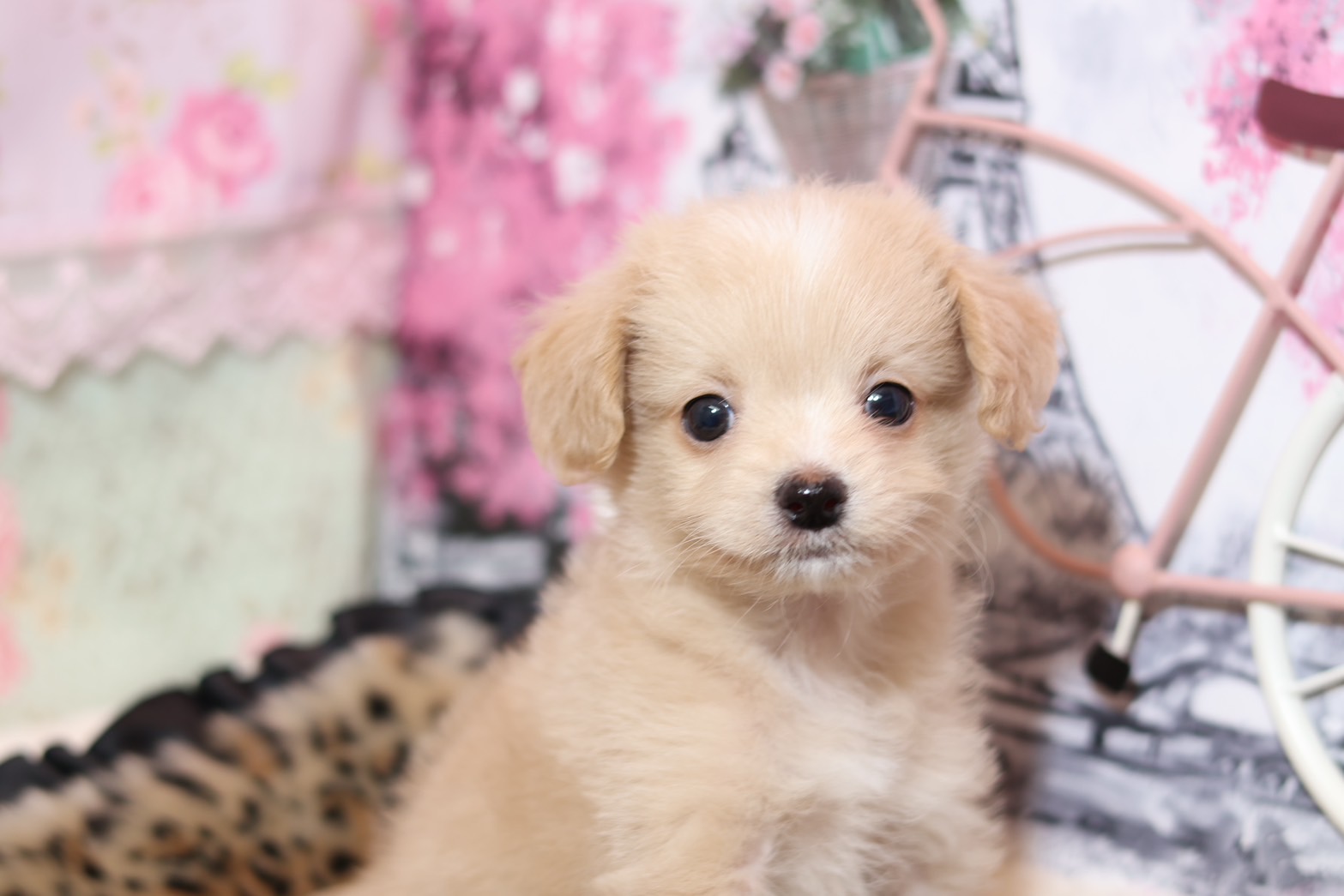 プードルを探すならパピープードルブリーダーのCoCo de LuLuがおすすめ