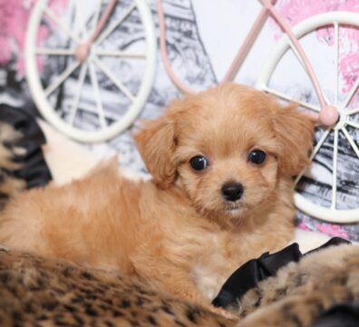 プードルを探すならパピープードルブリーダーのCoCo de LuLuがおすすめ