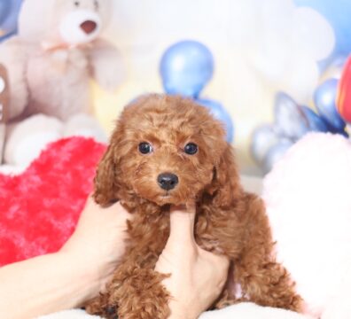 プードルを探すならパピープードルブリーダーのココデルルがおすすめ