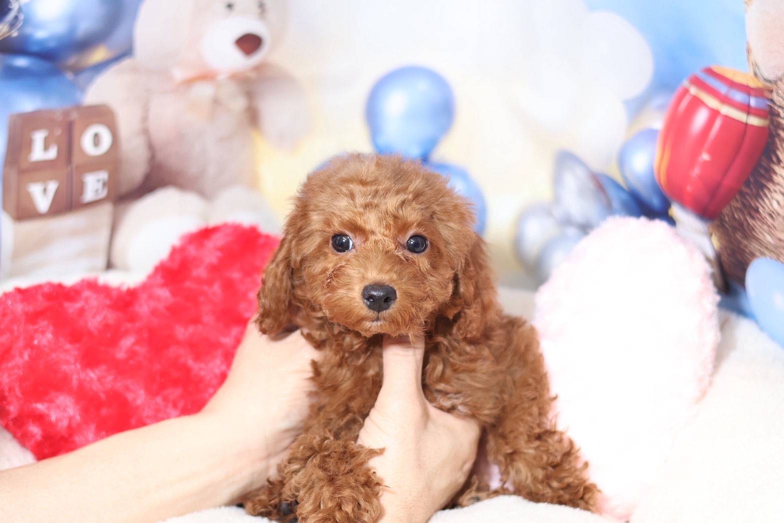 プードルを探すならパピープードルブリーダーのココデルルがおすすめ