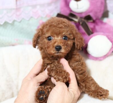 プードルを探すならパピープードルブリーダーのココデルルがおすすめ