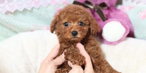 プードルを探すならパピープードルブリーダーのココデルルがおすすめ