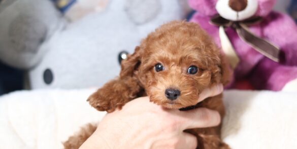 プードルを探すならパピープードルブリーダーのCoCo de LuLuがおすすめ