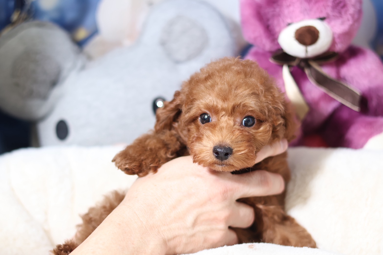 プードルを探すならパピープードルブリーダーのCoCo de LuLuがおすすめ