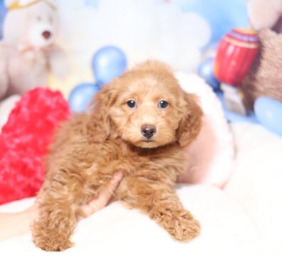 プードルを探すならパピープードルブリーダーのココデルルがおすすめ