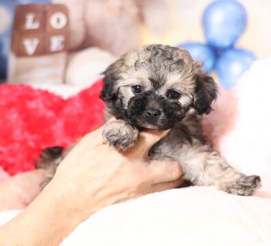 プードルを探すならパピープードルブリーダーのココデルルがおすすめ