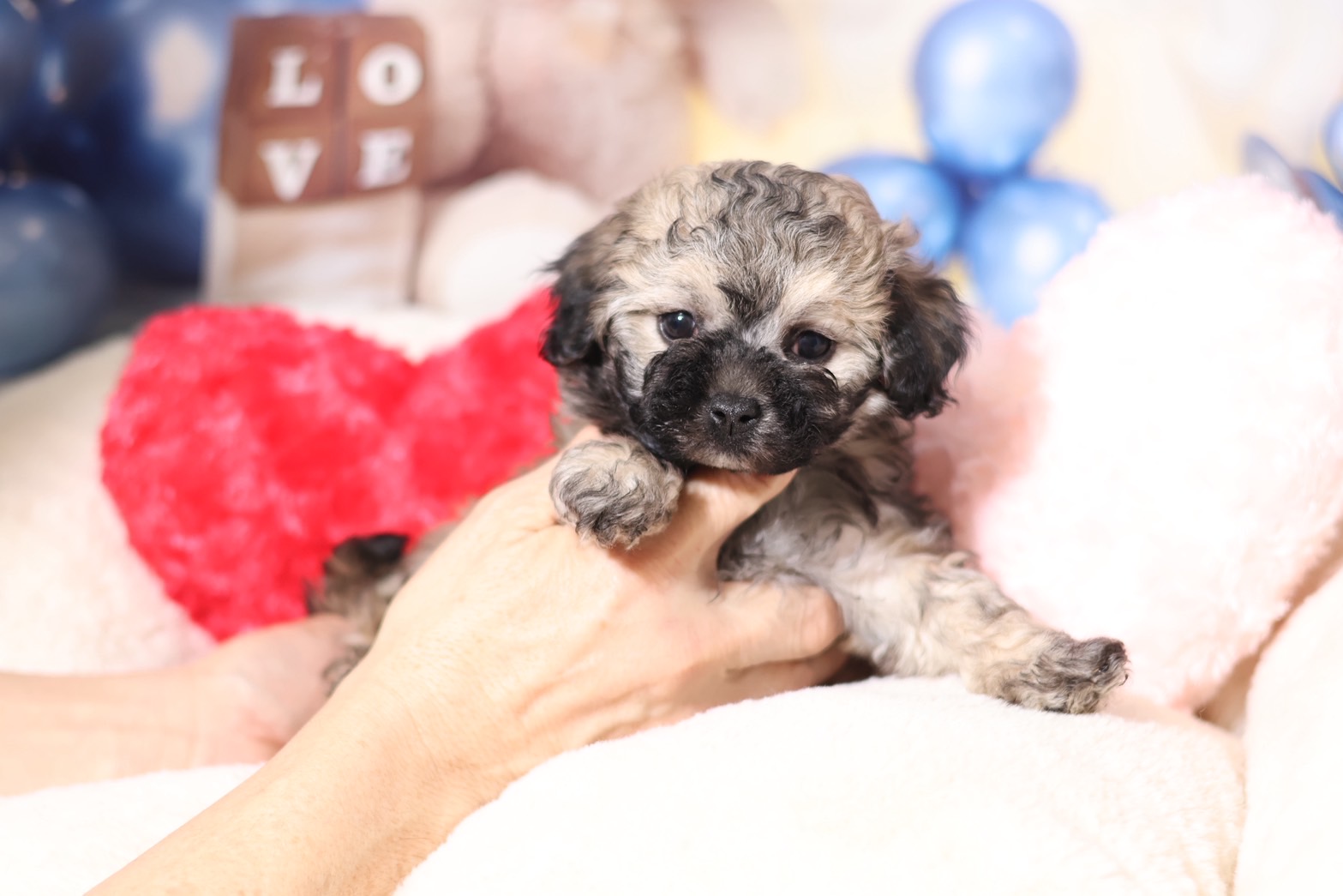 プードルを探すならパピープードルブリーダーのココデルルがおすすめ