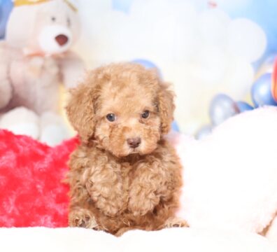 プードルを探すならパピープードルブリーダーのココデルルがおすすめ