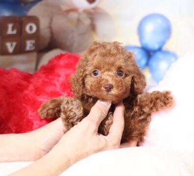 プードルを探すならパピープードルブリーダーのココデルルがおすすめ