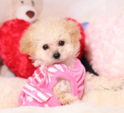 プードルを探すならパピープードルブリーダーのCoCo de LuLuがおすすめ