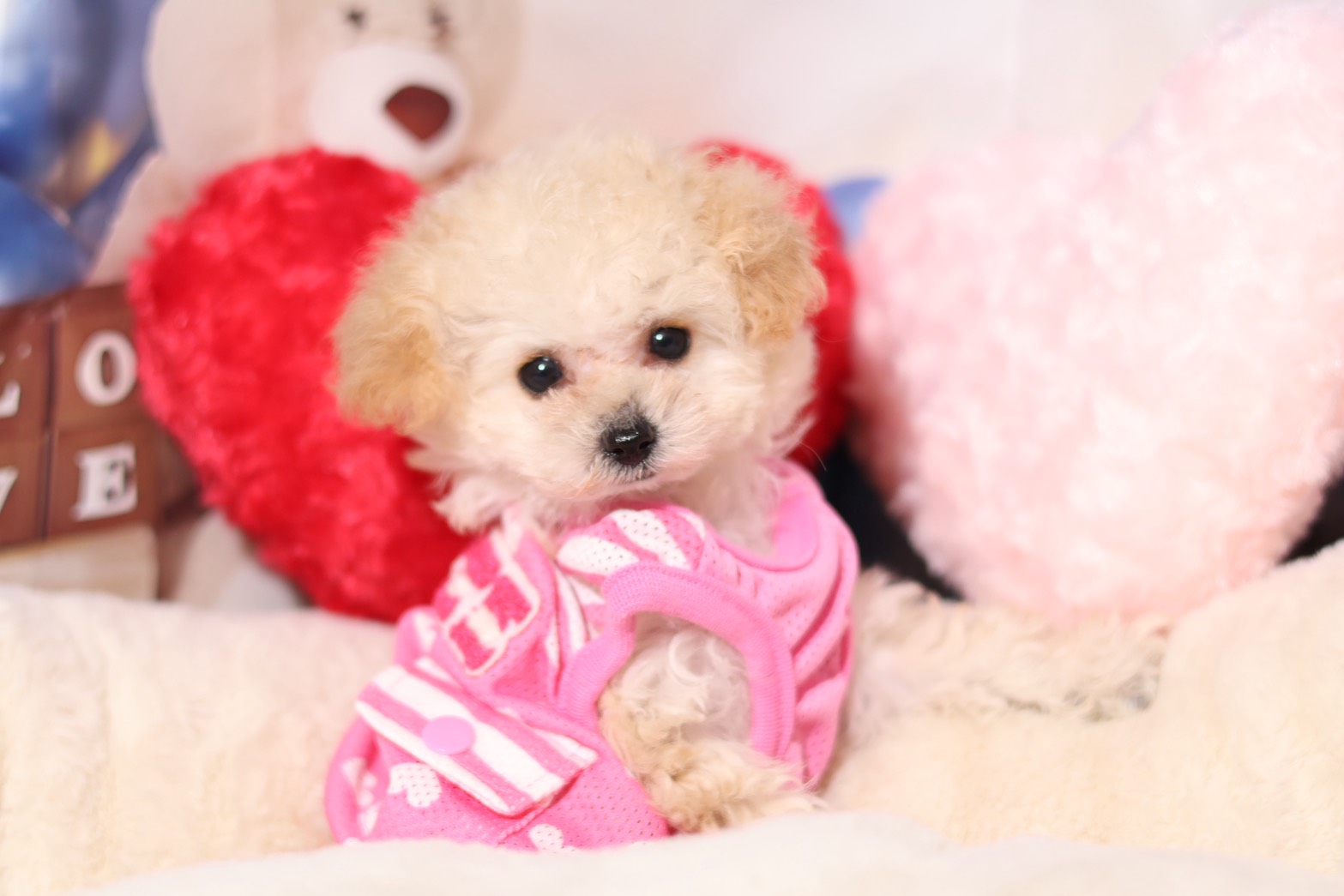 プードルを探すならパピープードルブリーダーのCoCo de LuLuがおすすめ