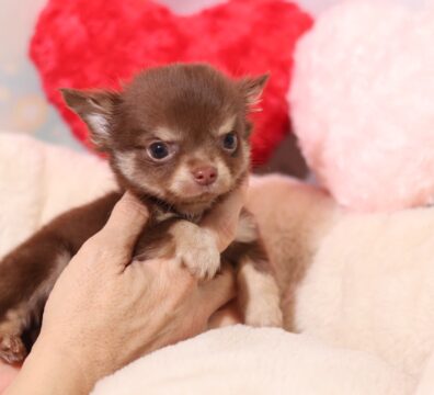 プードルを探すならパピープードルブリーダーのCoCo de LuLuがおすすめ