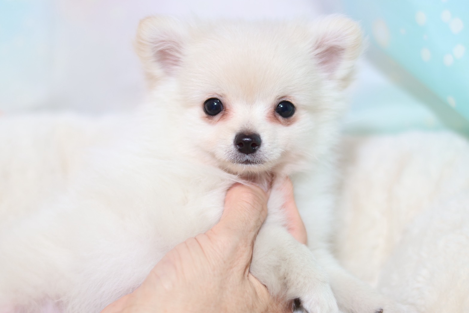 プードルを探すならパピープードルブリーダーのCoCo de LuLuがおすすめ